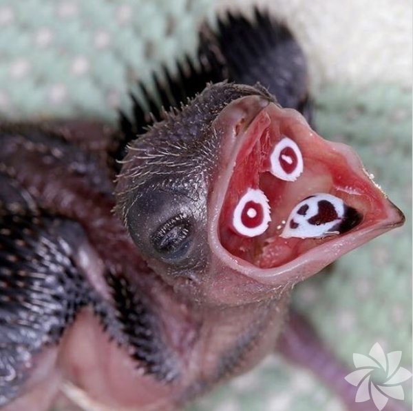 Hayvanlar hakkında hiç bilmediğiniz 24 gerçek