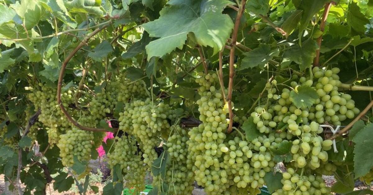 Alaşehir’de ilk kez “Yeşilyurt Çeşitli Üzüm Festivali” düzenlenecek