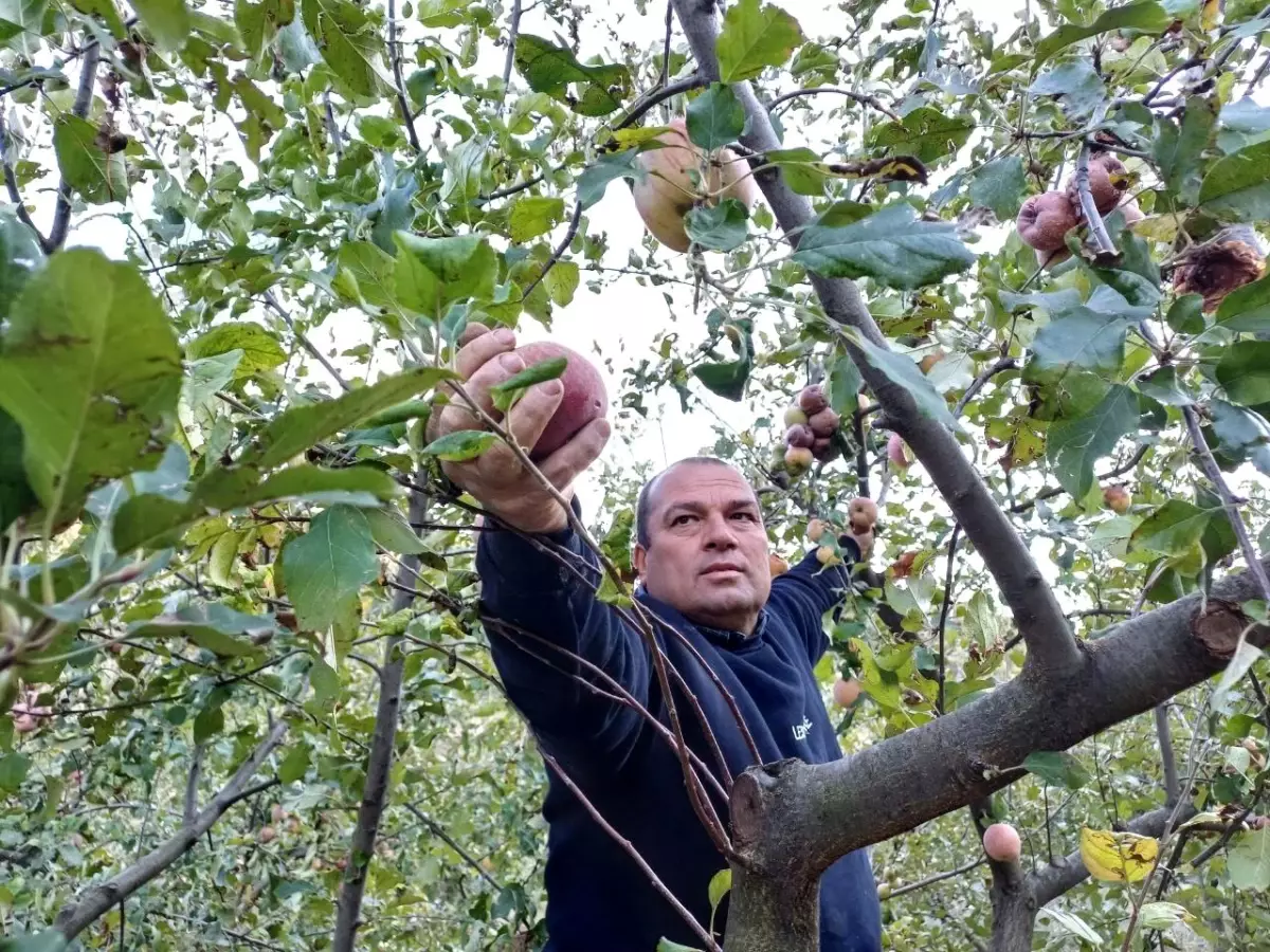 Feke’de Elma Hasadı Erken Başladı