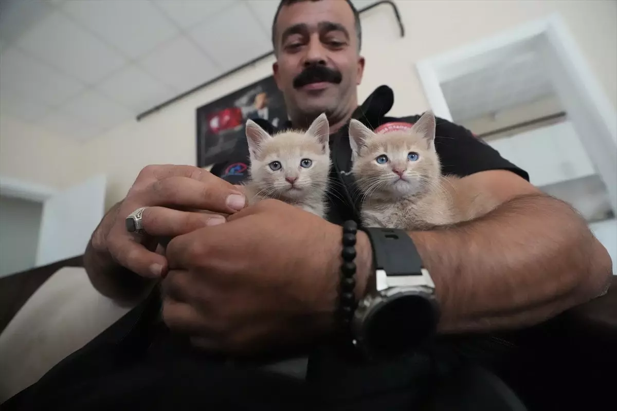 Sıkışan Kediler Kurtarıldı, İtfaiyeci Adopt etti