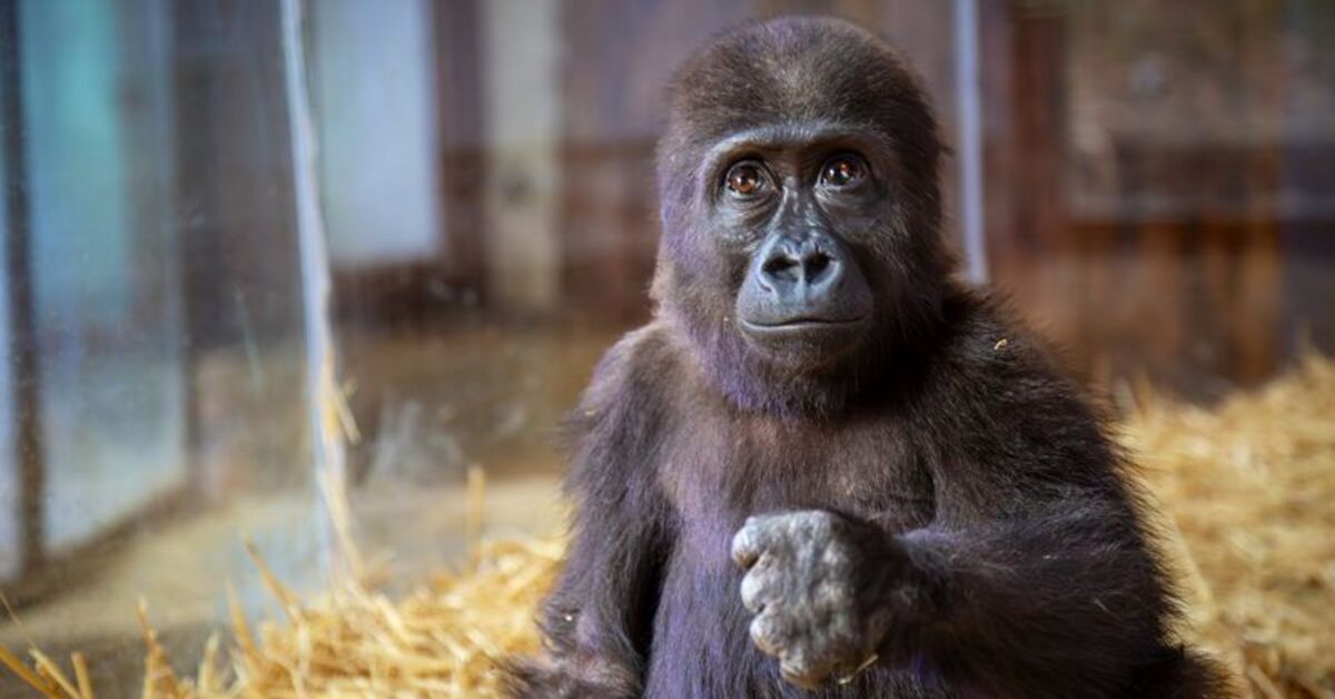 İstanbul Havalimanı’nda bulunan gorilden haber var: Merak etmeyin ben iyiyim…