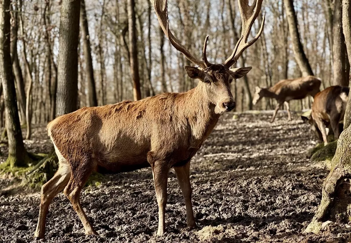 Kızıl Geyik Popülasyonu Artıyor
