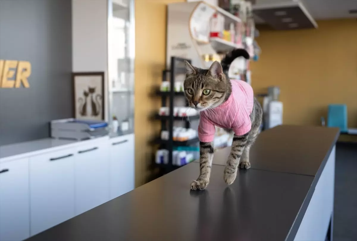 Üç Bacaklı Kedi Tripod’un Hayata Tutunma Hikayesi