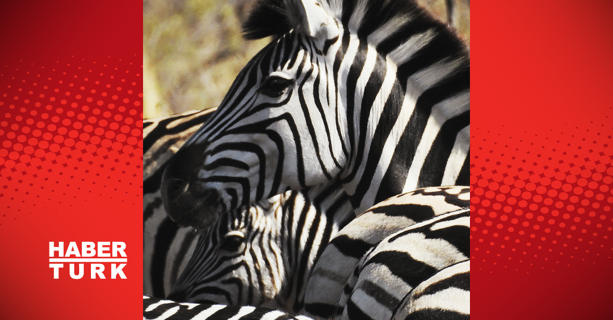 Handan Özbek’in objektifinden ‘Çıplak Kıta’