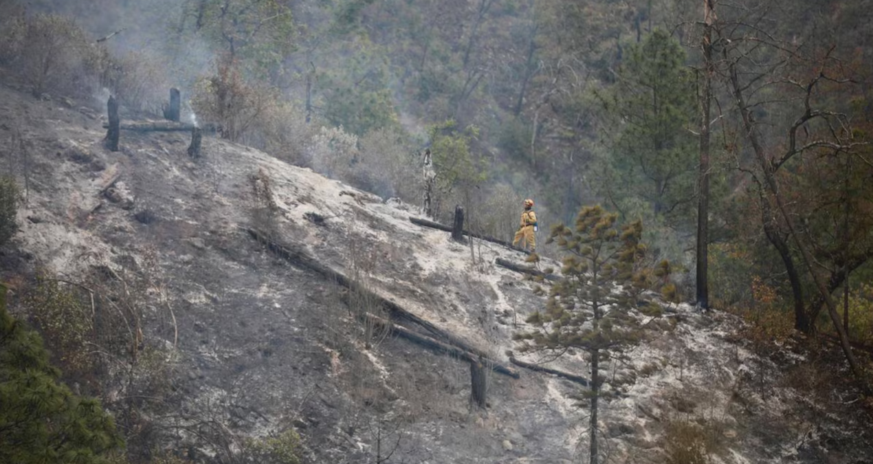 İçine 12 kişi bulunan araç kaza yapıp alev aldı, orman yangını çıkardı